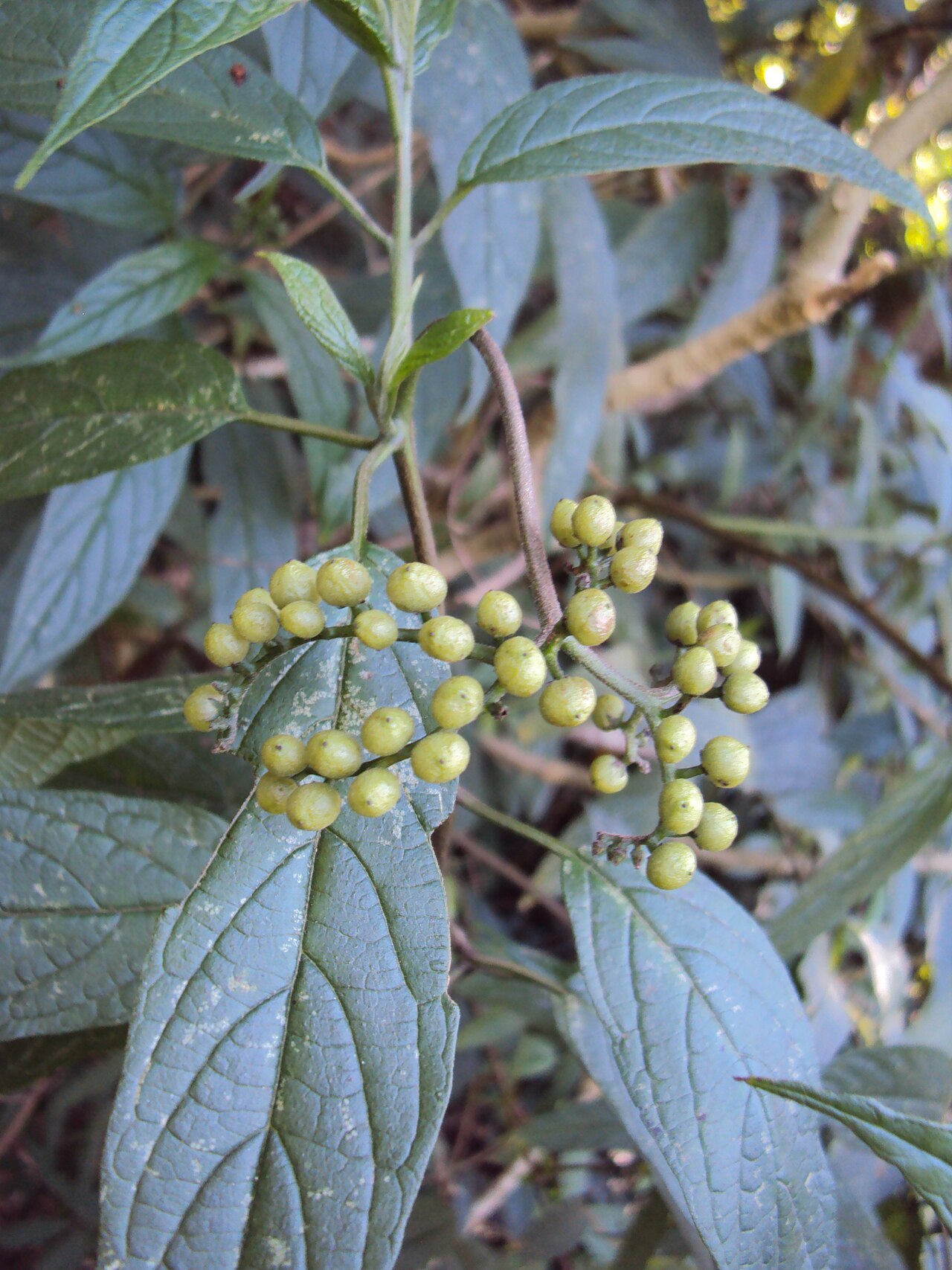 Tournefortia heyneana: Tournefortia heyneana