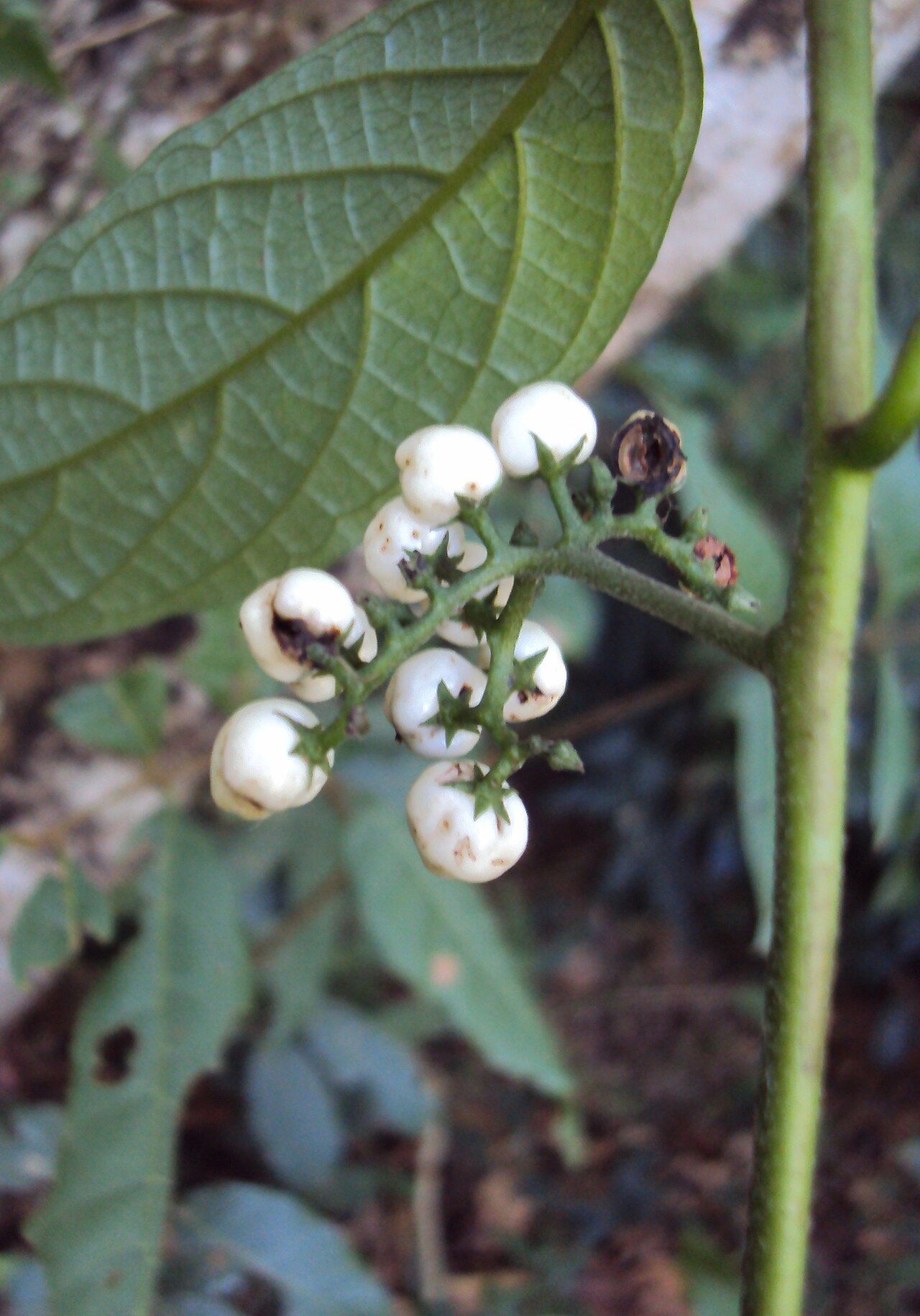 Tournefortia heyneana: Tournefortia heyneana