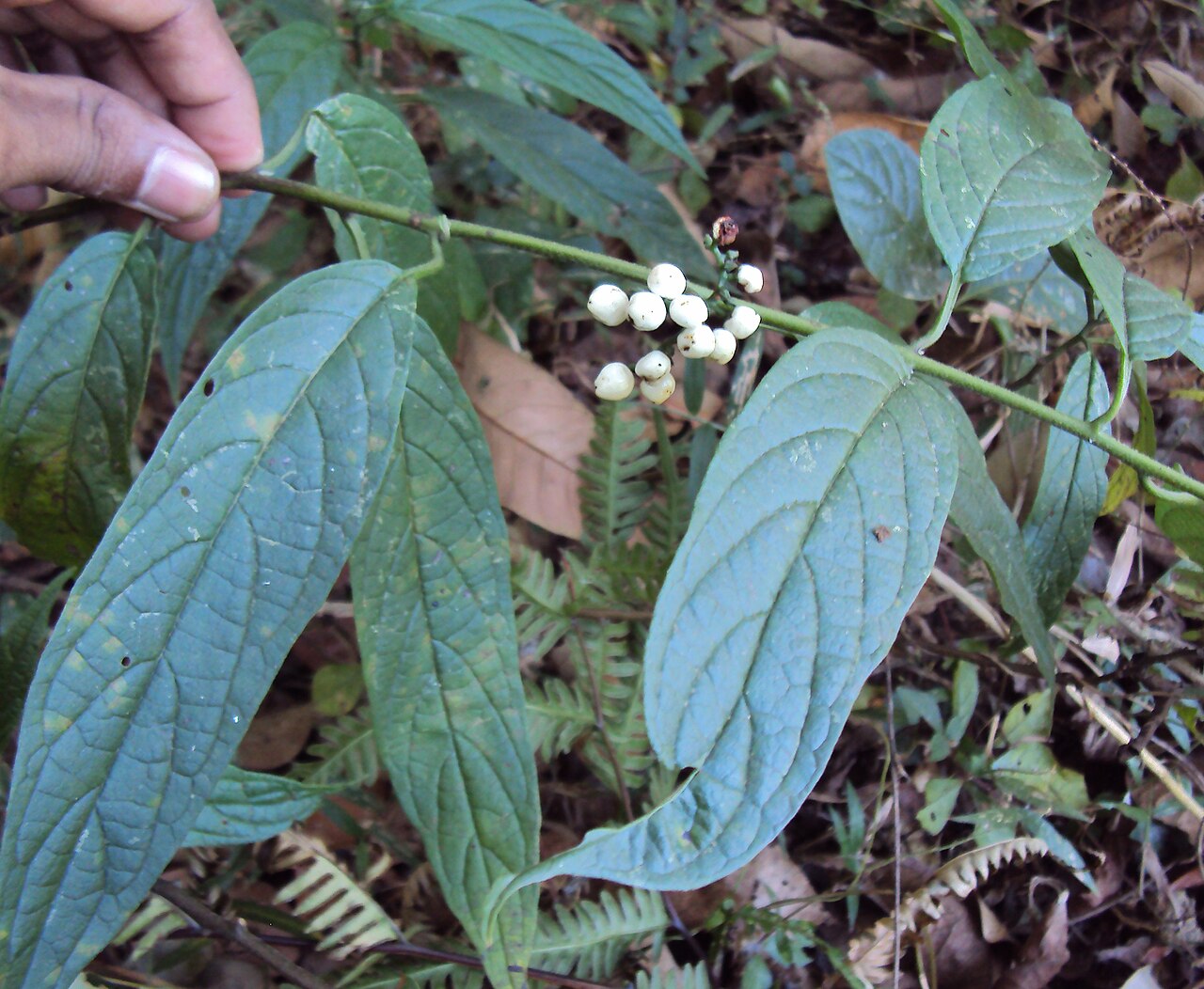 Tournefortia heyneana: Tournefortia heyneana