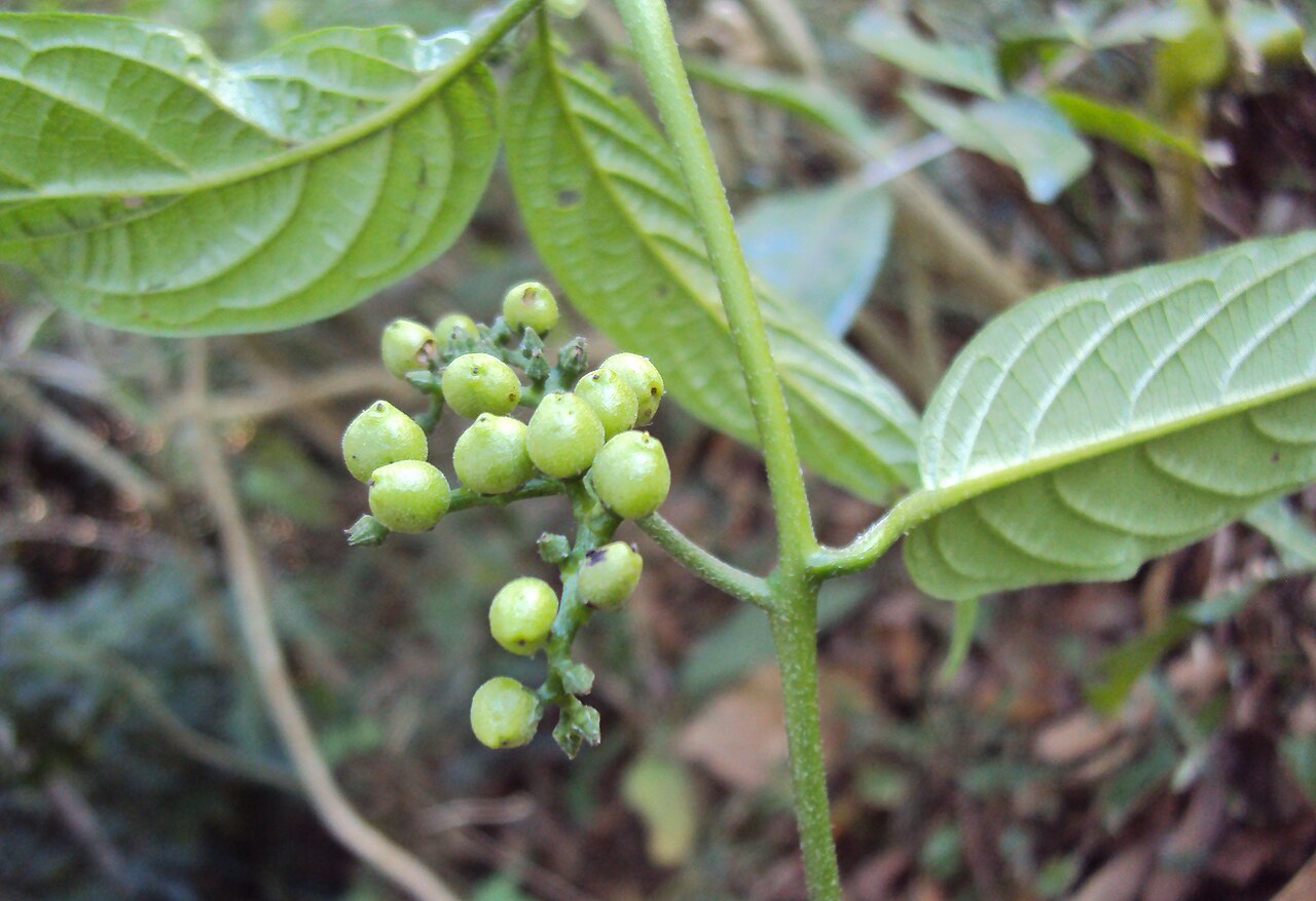 Tournefortia heyneana: Tournefortia heyneana