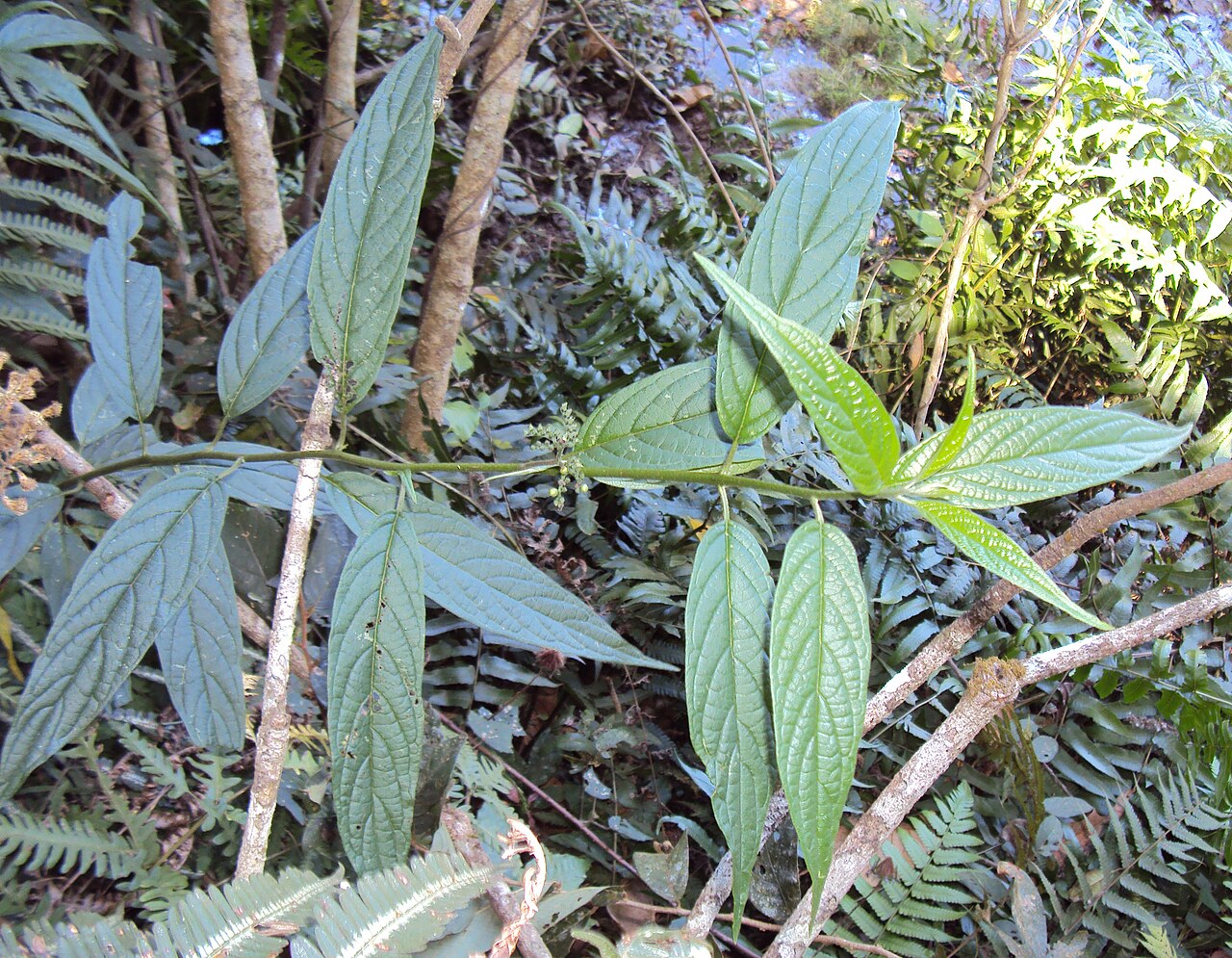 Tournefortia heyneana: Tournefortia heyneana