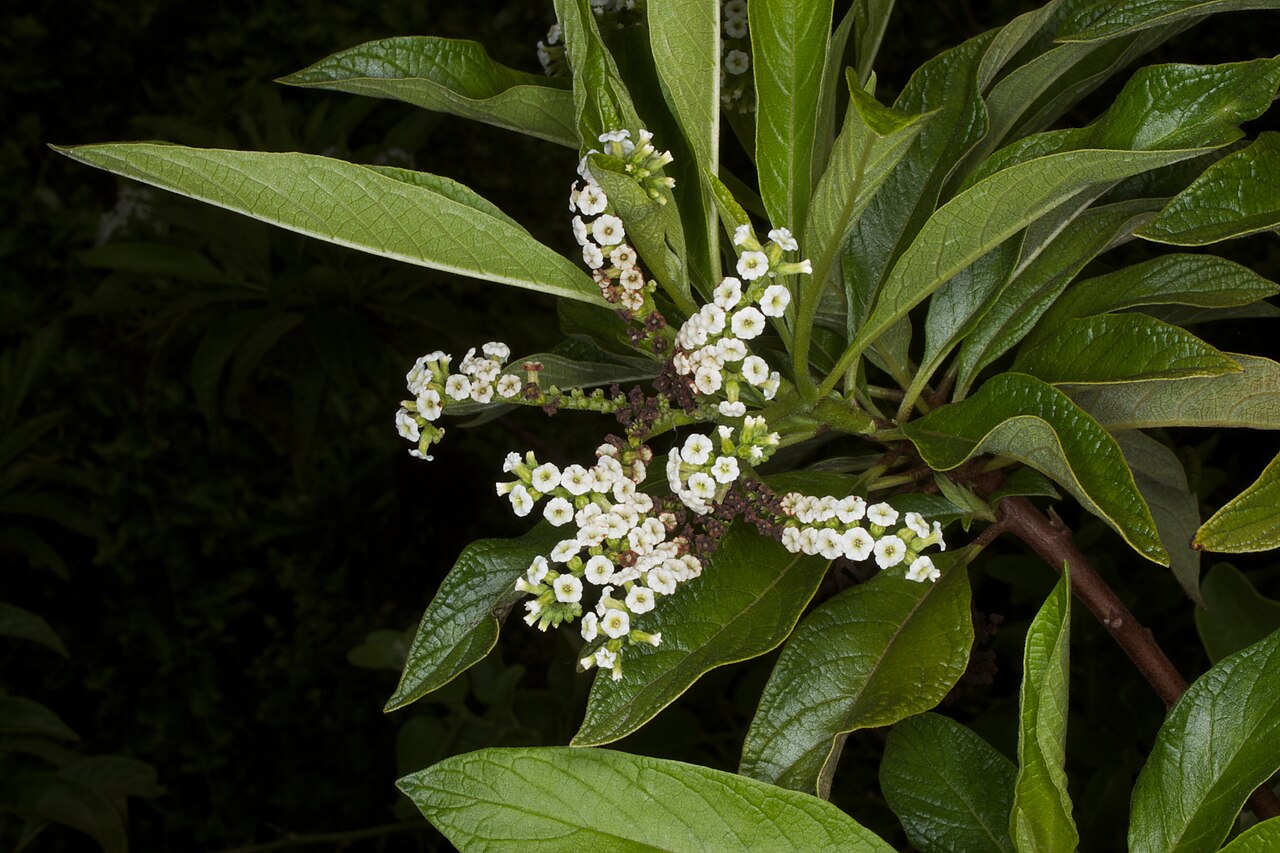 White-haired tournefortia: Tournefortia pubescens at Puerto Ayora, Galapagos