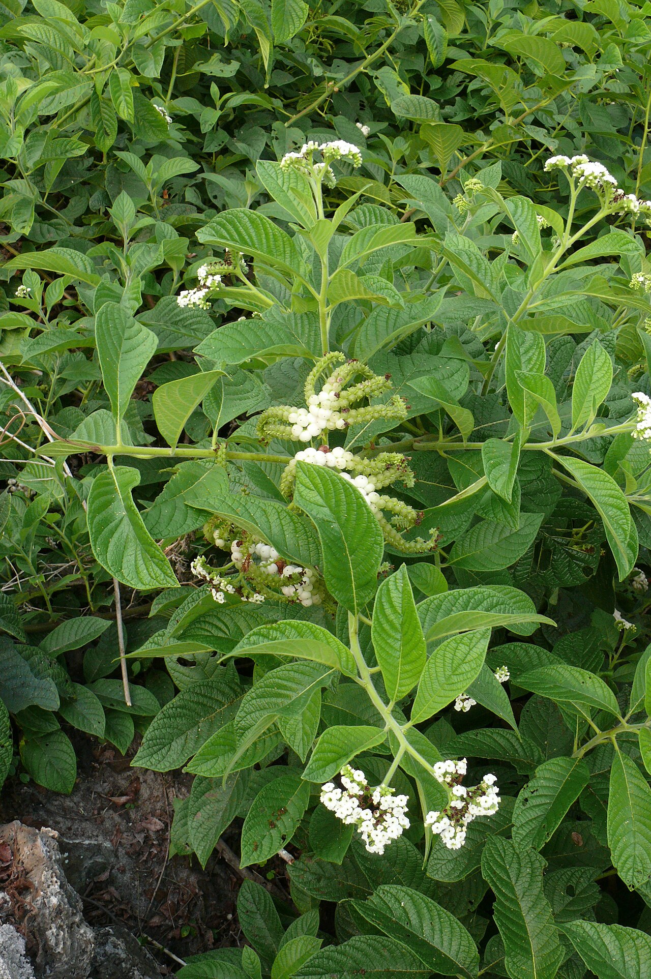 White-haired tournefortia: Tournefortia pubescens