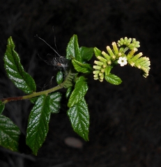 West Indian soldierbush (Tournefortia scabra)