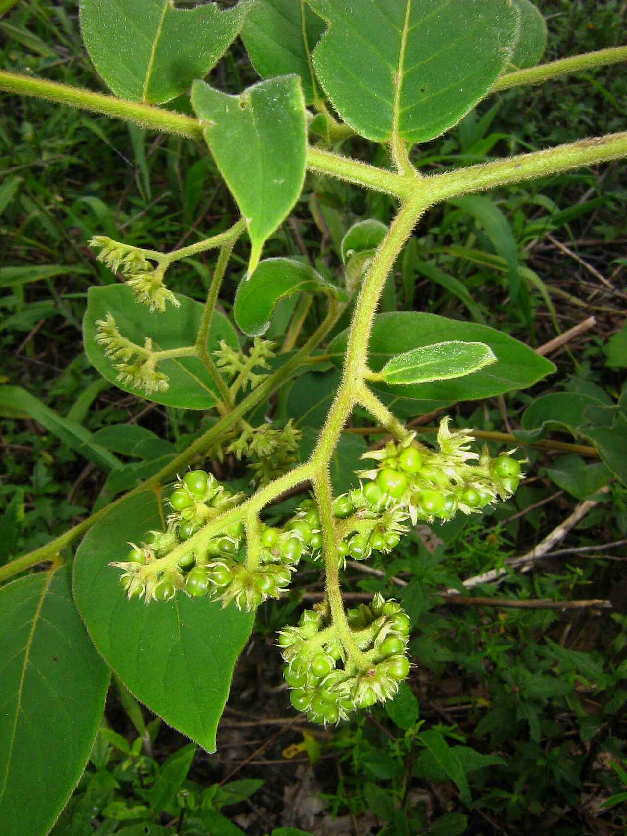 Tournefortia villosa: Tournefortia villosa Salzm. ex DC.