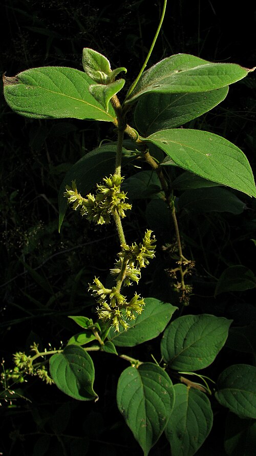 Tournefortia villosa: Tournefortia villosa Salzm. ex DC.