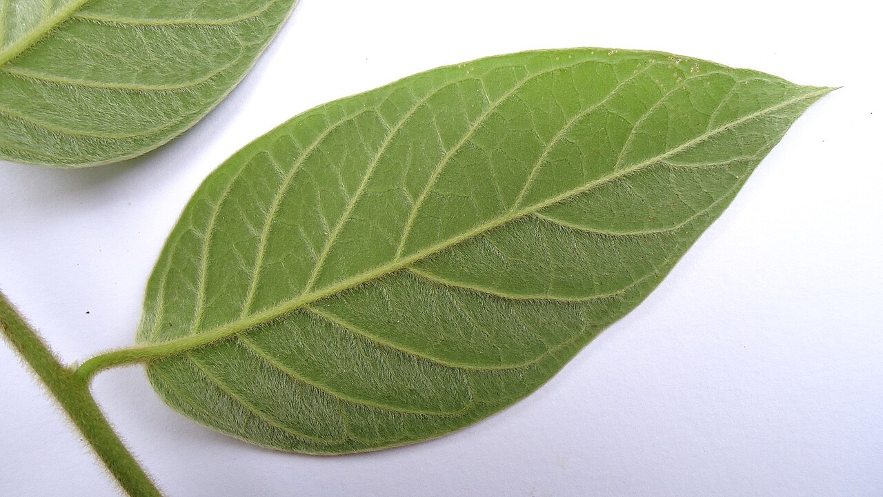 Tournefortia villosa: Tournefortia villosa Salzm. ex DC.