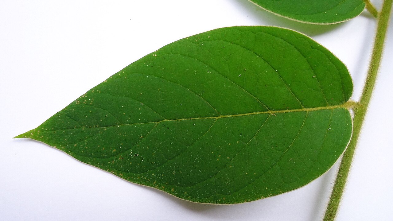 Tournefortia villosa: Tournefortia villosa Salzm. ex DC.