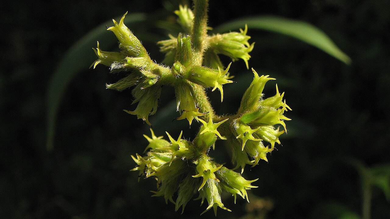 Tournefortia villosa: Tournefortia villosa Salzm. ex DC.