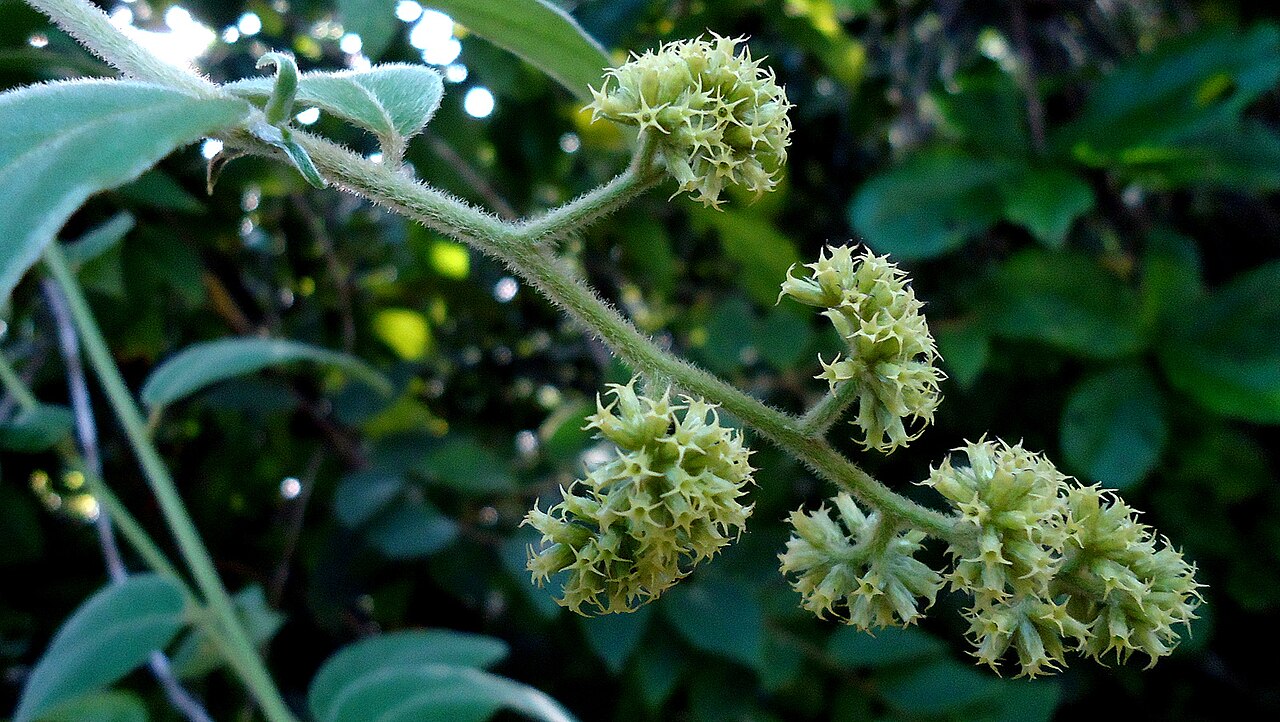 Tournefortia villosa: Tournefortia villosa Salzm. ex DC.