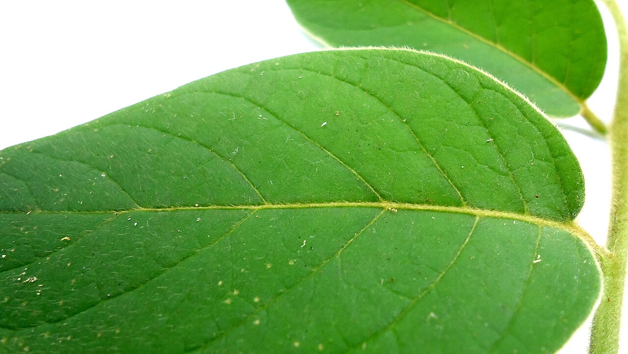 Tournefortia villosa: Tournefortia villosa Salzm. ex DC.