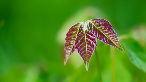 Eastern poison ivy (Toxicodendron radicans)