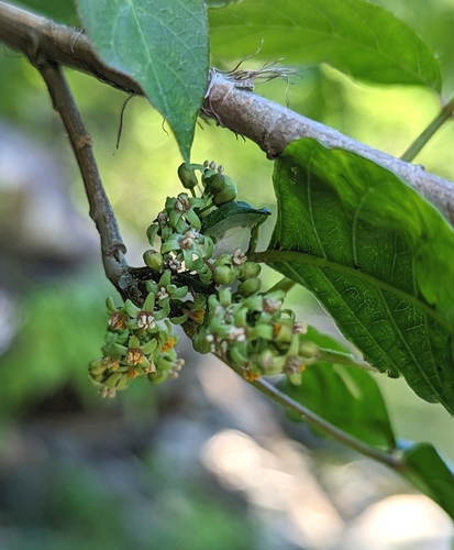 Eastern poison ivy (Toxicodendron radicans)