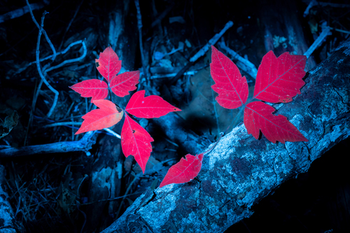 Eastern poison ivy (Toxicodendron radicans)