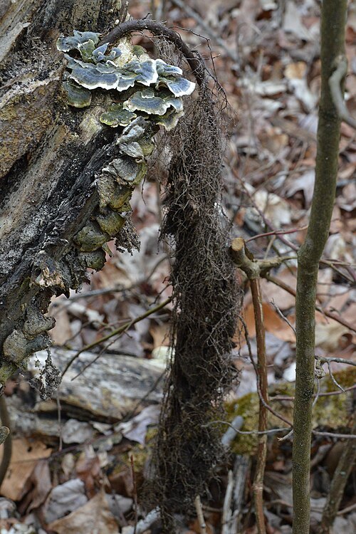 Eastern poison ivy: Eastern Poison Ivy ( Toxicodendron radicans ) in Great Swamp National Wildlife Refuge, New Jersey, United States of America.