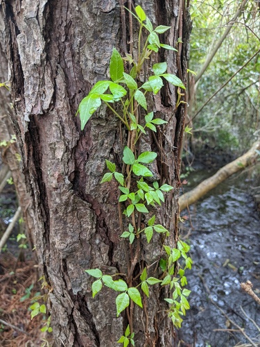 Eastern poison ivy (Toxicodendron radicans)