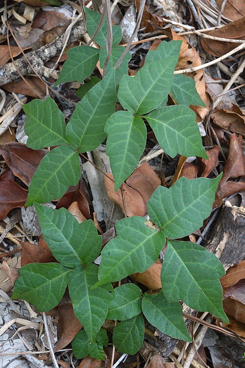 Eastern poison ivy: Eastern Poison Ivy ( Toxicodendron radicans ) in Collier County, Florida, United States of America.