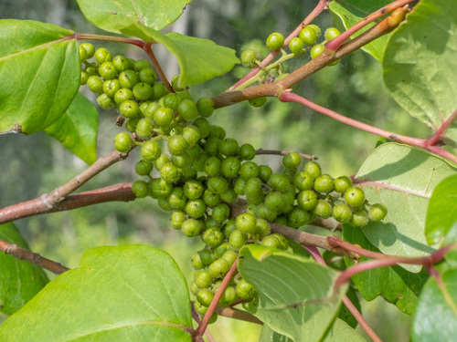 Eastern poison ivy (Toxicodendron radicans)