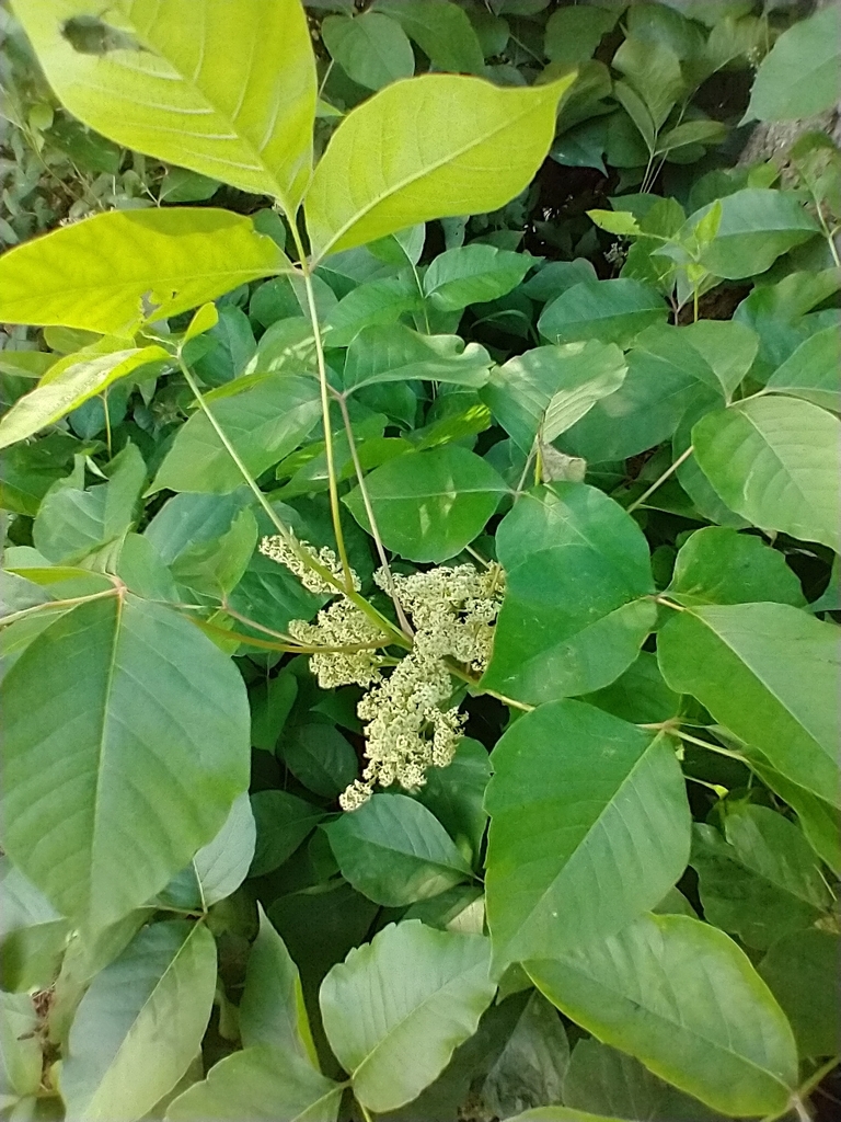 Eastern poison ivy (Toxicodendron radicans)