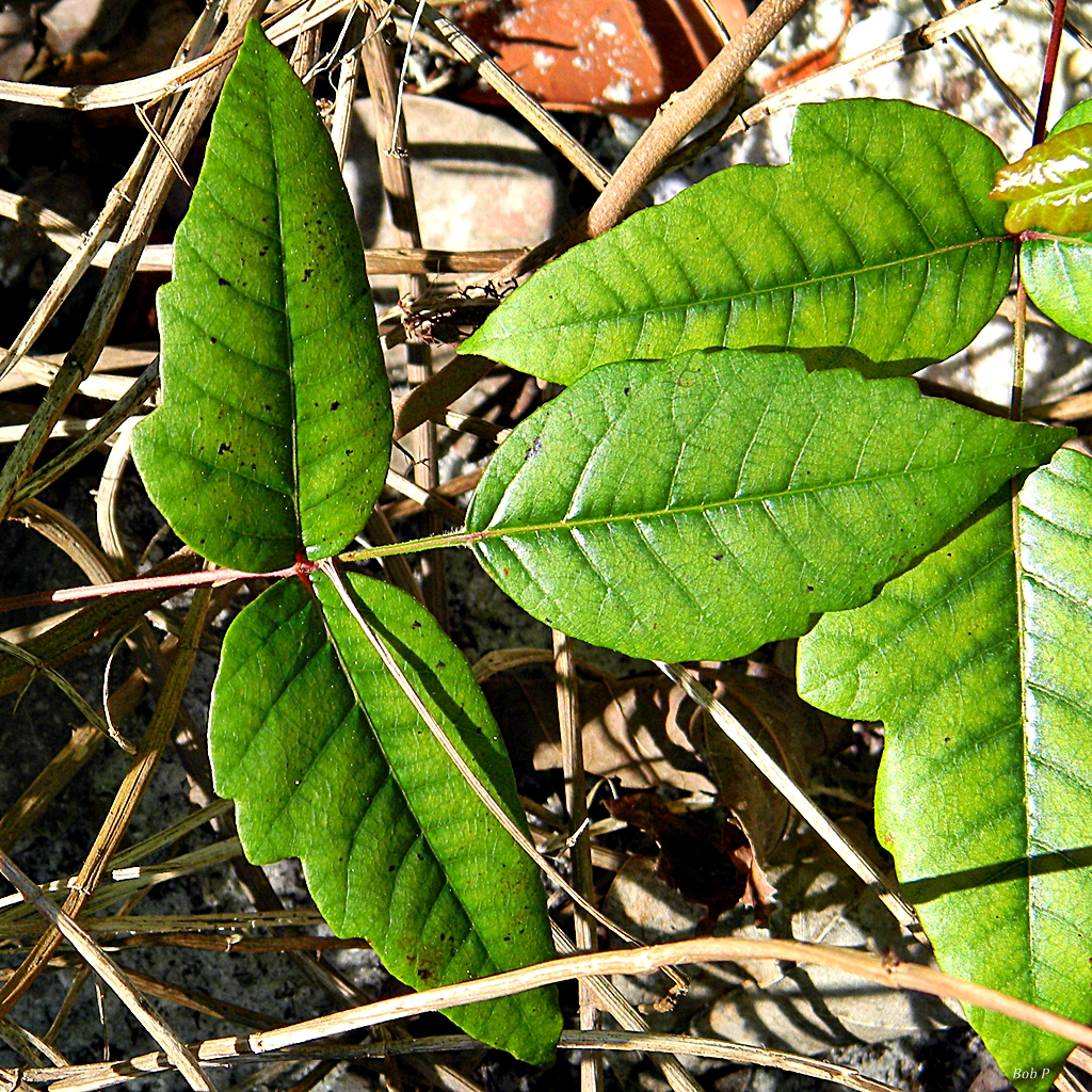 Eastern poison ivy: The distinctive trifoliate leaves of poison ivy. Tiny flowers at link below: www.flickr.com/photos/pondapple/12694725794/in/photostream/