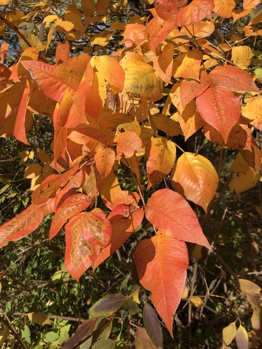 Eastern poison ivy (Toxicodendron radicans)