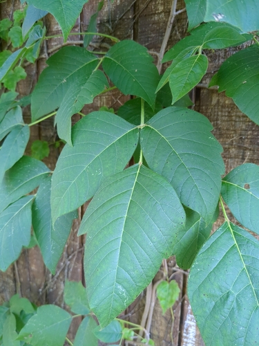 Eastern poison ivy (Toxicodendron radicans)