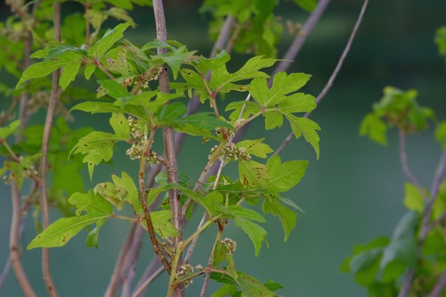 Eastern poison ivy (Toxicodendron radicans)