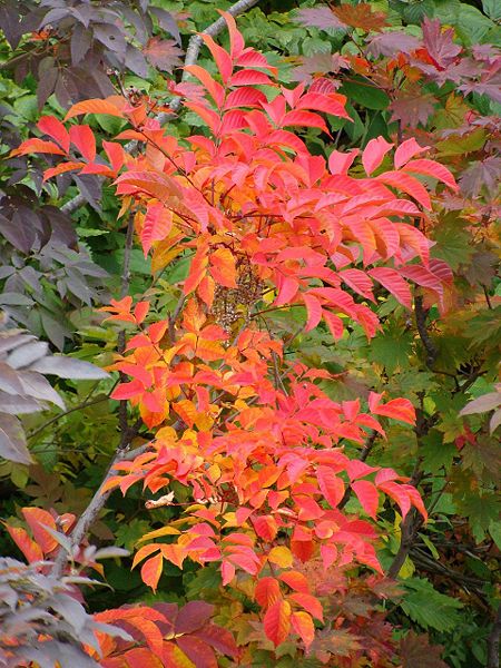 Chinese lacquer: Toxicodendron vernicifluum autumn colour