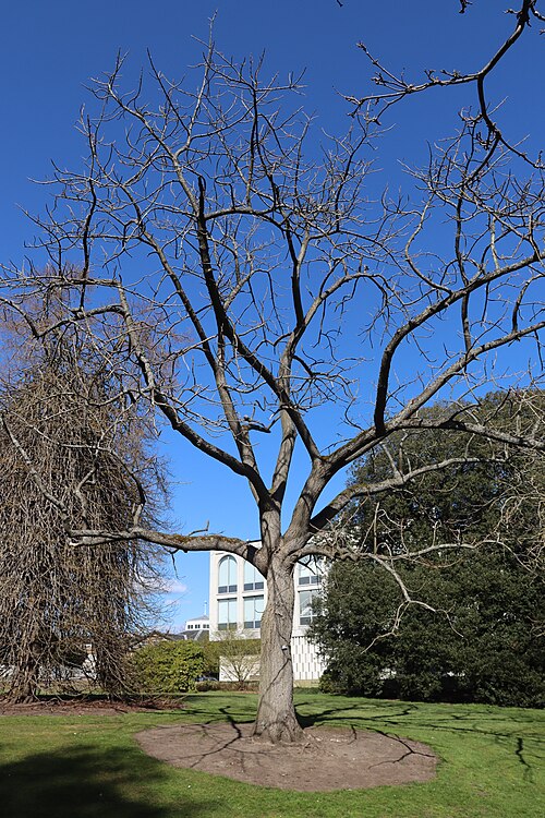 Chinese lacquer: Photo of a toxicodendron vernicifluum tree in winter at the Royal Botanic Garden Edinburgh.