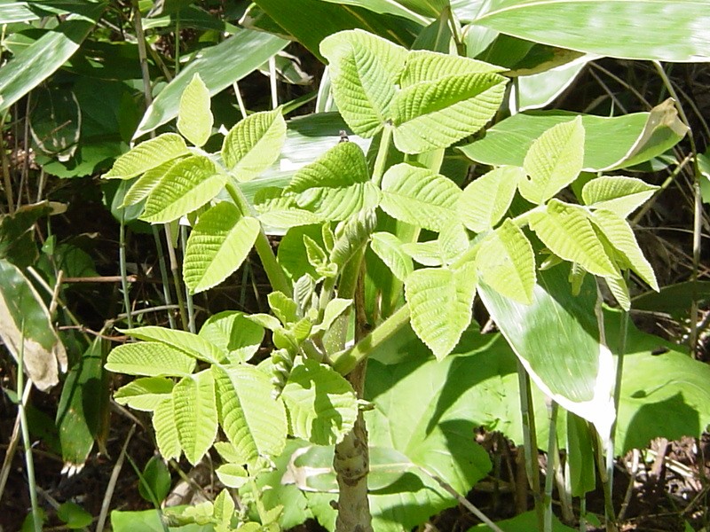 Chinese lacquer: Toxicodendron vernicifluum foliage
