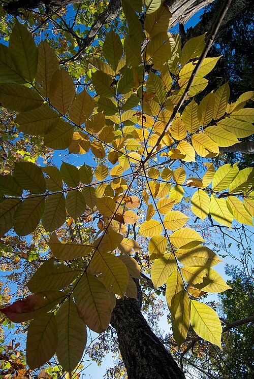 Chinese lacquer: w/ Nikon 1 V1+6.7-13mm