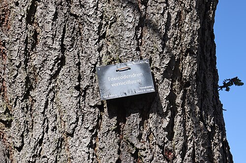 Chinese lacquer: Photo of the bark of toxicodendron vernicifluum (Chinese lacquer tree) at the Royal Botanic Garden Edinburgh.