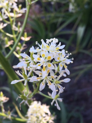 Giant deathcamas (Toxicoscordion exaltatum)