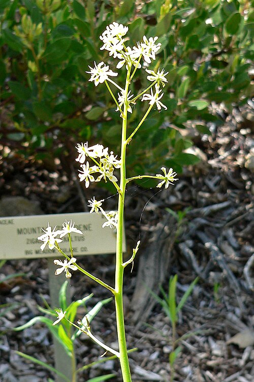 Giant deathcamas: Zigadenus exaltatus at the University of California Botanical Garden , Berkeley, California