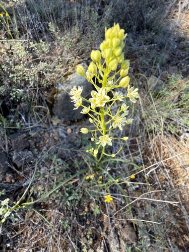 Smallflower deathcamas (Toxicoscordion micranthum)