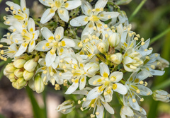 Smallflower deathcamas (Toxicoscordion micranthum)
