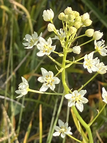 Smallflower deathcamas (Toxicoscordion micranthum)