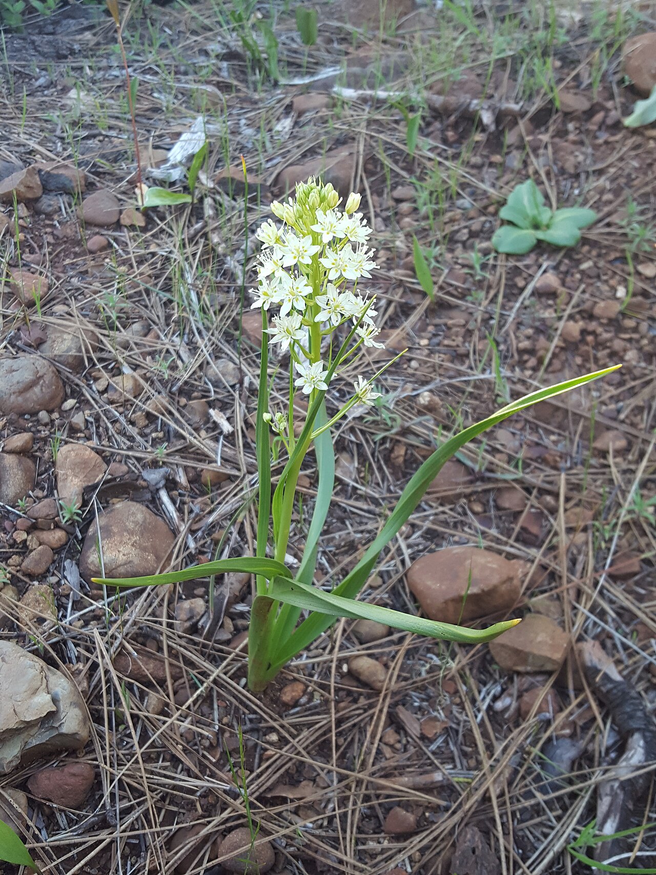 Smallflower deathcamas: Smallflower Deathcamas ( Toxicoscordion micranthum ) in the United States