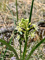 Smallflower deathcamas (Toxicoscordion micranthum)