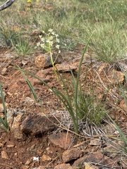 Smallflower deathcamas (Toxicoscordion micranthum)