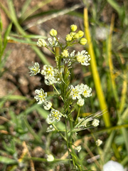 Smallflower deathcamas (Toxicoscordion micranthum)