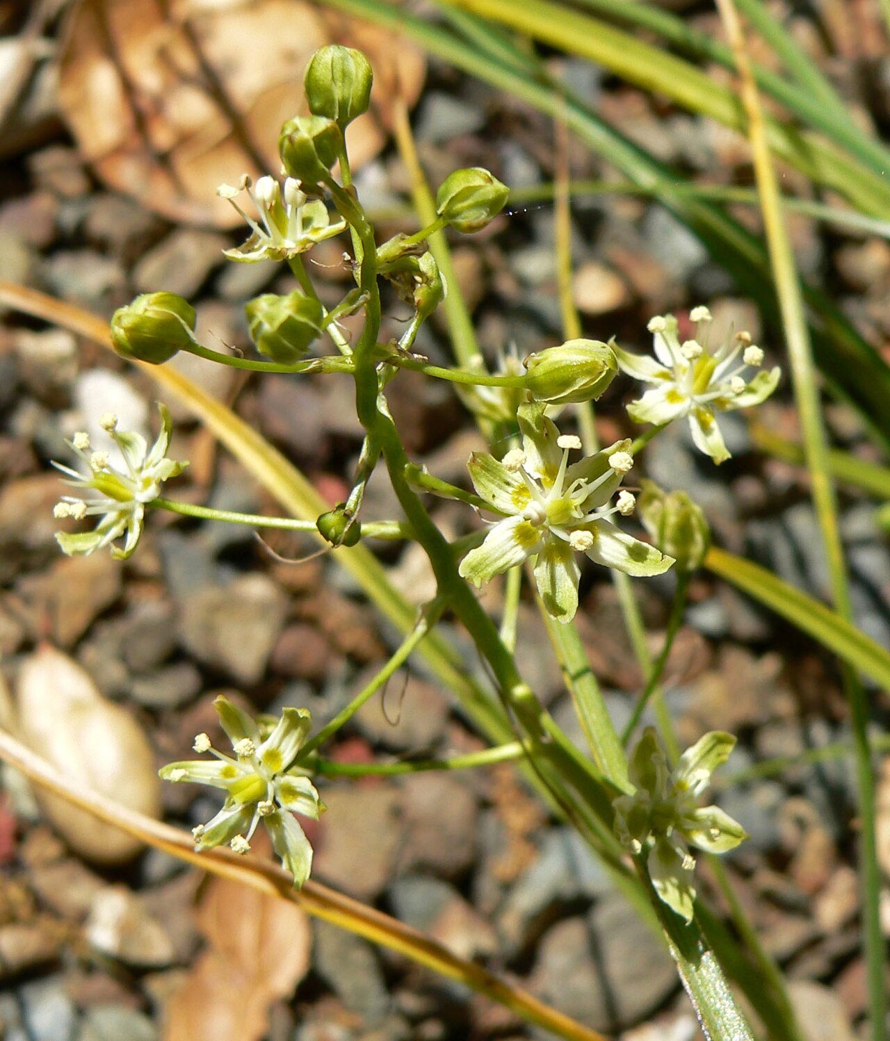 Smallflower deathcamas: Toxicoscordion micranthum (syn. Zigadenus micranthus ) at the University of California Botanical Garden , Berkeley, California