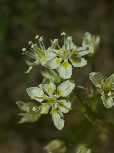 Smallflower deathcamas (Toxicoscordion micranthum)