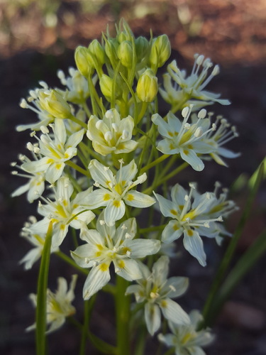 Smallflower deathcamas (Toxicoscordion micranthum)