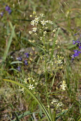 Smallflower deathcamas (Toxicoscordion micranthum)