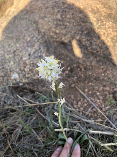 Nuttall's deathcamas (Toxicoscordion nuttallii)