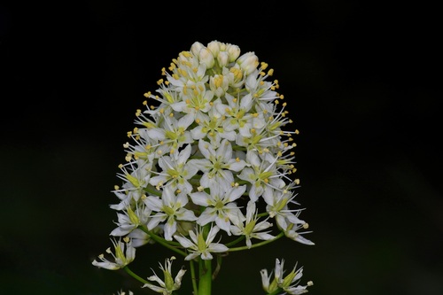 Nuttall's deathcamas (Toxicoscordion nuttallii)