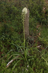 Nuttall's deathcamas (Toxicoscordion nuttallii)