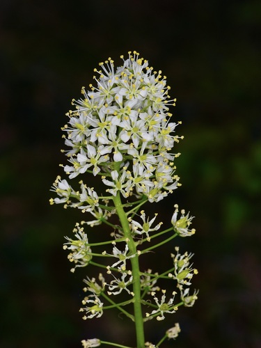 Nuttall's deathcamas (Toxicoscordion nuttallii)