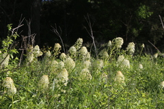 Nuttall's deathcamas (Toxicoscordion nuttallii)